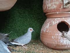 Diamond dove, common and red dove breeder pair