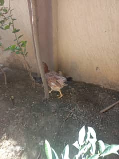 aseel femal with 2 chicks