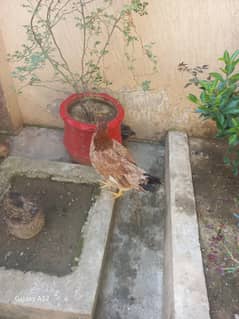aseel femal with 2 chicks