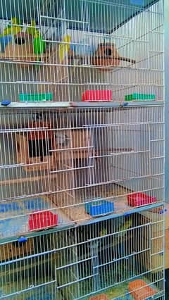 Love Birds, Cocktail, Fischer, Budgies,Cage with all accessories