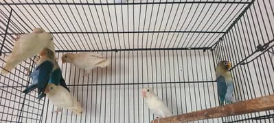 Albino
