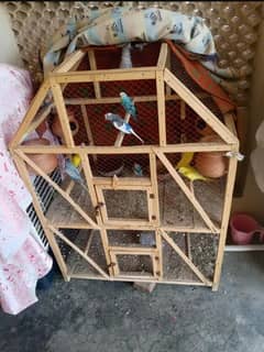 parrots for sale 03126392847