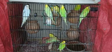 budgie Colony