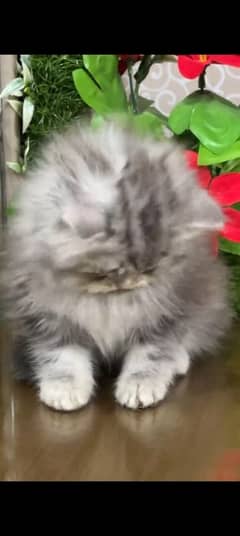 Persian kitten | triple long coated Kittens |  03407399480 WhatsApp