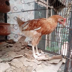 teenage chuza is selling in Rs: 600 only