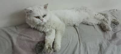 Persian