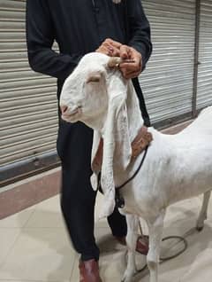 gulabi bakri fresh 2 dant