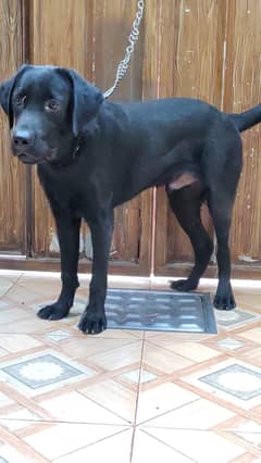 Labra