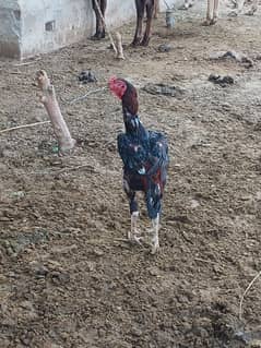 aseel phta for sell