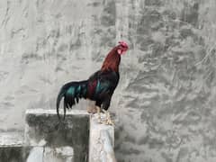 Murgha For Sale
