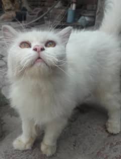 White Persian Cat for Sale – Healthy & Playful