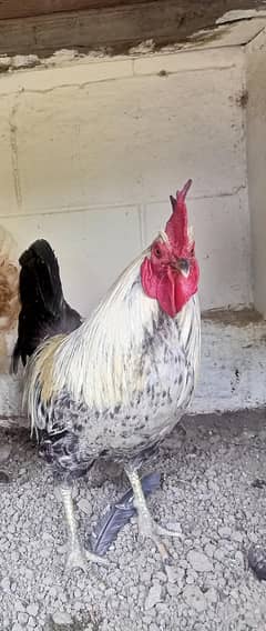 Egyptian Feomoni Male