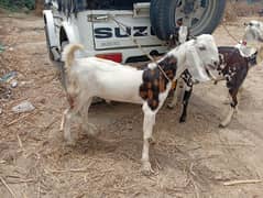 bakre 4 bakri 3