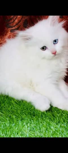 Persian kitten | triple long coated Kittens |  03407399480 WhatsApp