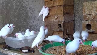 white Java pairs