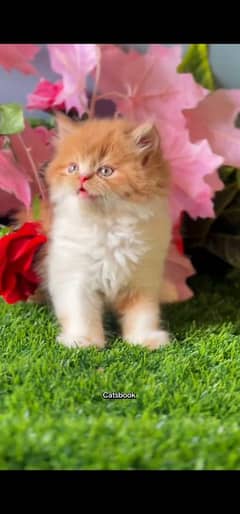 blue eyes white Persian kitten|Triple long coat |WhatsApp. 03250387943