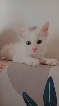 simba