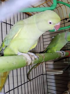 green parrots