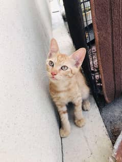 Persian