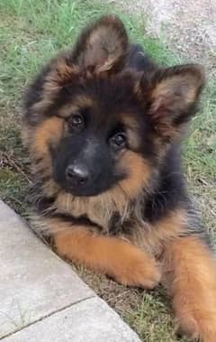 German