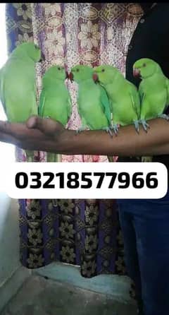 0321/8577/966 green parrot Ring nack hand tame