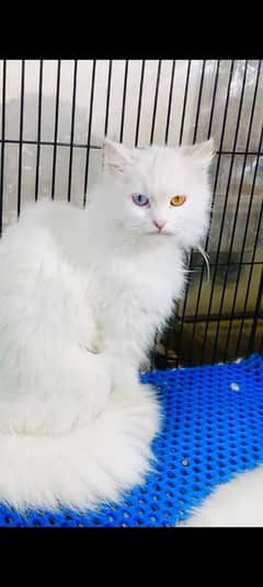 Persian kitten | triple long coated Kittens |  03407399480 WhatsApp