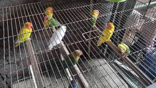 love bird pairs