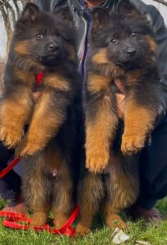 German