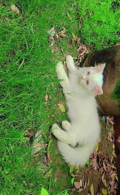 Persian cat for sale
