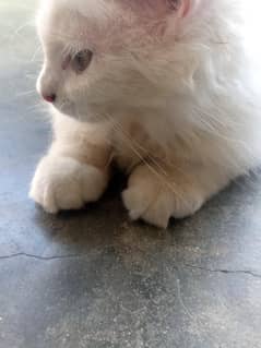 cat beautiful urgent sale