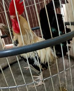 Desi murgha for sale