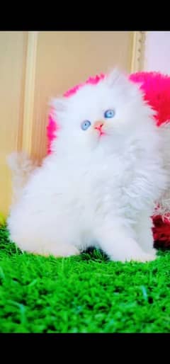 blue eyes white Persian kitten|Triple long coat |WhatsApp. 03250387943