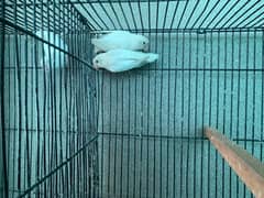 love Birds | Albino | Crimno | Green Fisher | Lovebirds For sale