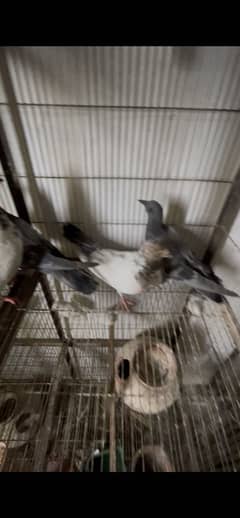Mix pigeon