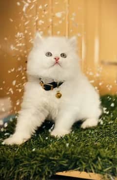 Parisian Kitten For Sale contact 03317047936 WhatsApp number
