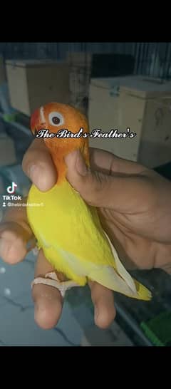 Albino red eyes into Albino red eyes breeder pair available with dna