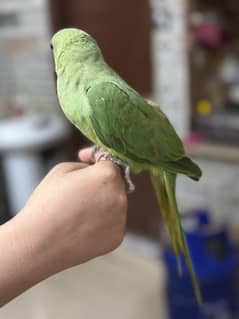 ringneck parrot