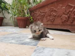 Persian