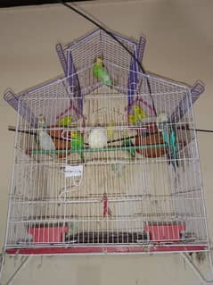 Budgies