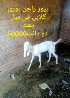 22000بکریاں دستیاب ہیں