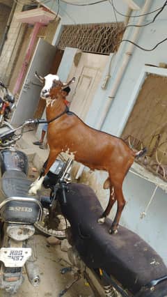 bakre