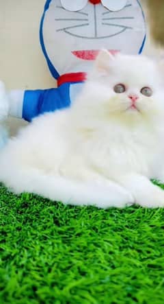 Parisian Kitten For Sale contact 03317047936 WhatsApp number
