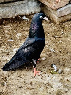 Pigeons