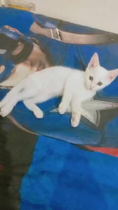 white Persian kitten
