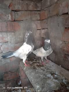 pigeon