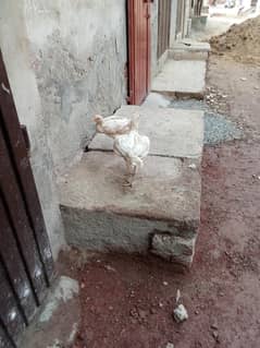 PURE WHITE ASEEL MALE AND FEMALES