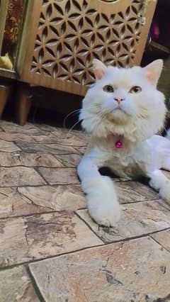 Persian