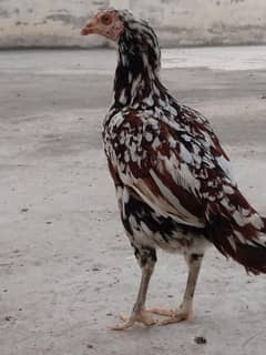 aseel hens for sale 2000 each.  grey aseel, cheeni aseel, desi