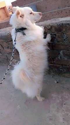 Russian