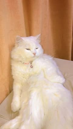 persian